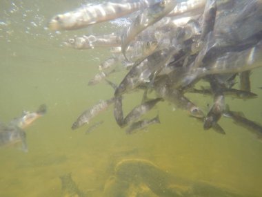 Balık popülasyonlarını ve balıkçılığı desteklemek için genç pikeperch 'i (Sander lucioperca) doğal sulara salma süreci. Bu uygulama stokların artmasına, biyolojik çeşitliliğin artmasına ve ekosistin sürdürülmesine yardımcı olur.