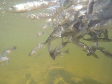 Balık popülasyonlarını ve balıkçılığı desteklemek için genç pikeperch 'i (Sander lucioperca) doğal sulara salma süreci. Bu uygulama stokların artmasına, biyolojik çeşitliliğin artmasına ve ekosistin sürdürülmesine yardımcı olur.