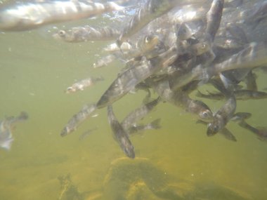 Balık popülasyonlarını ve balıkçılığı desteklemek için genç pikeperch 'i (Sander lucioperca) doğal sulara salma süreci. Bu uygulama stokların artmasına, biyolojik çeşitliliğin artmasına ve ekosistin sürdürülmesine yardımcı olur.
