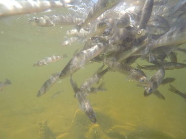 Balık popülasyonlarını ve balıkçılığı desteklemek için genç pikeperch 'i (Sander lucioperca) doğal sulara salma süreci. Bu uygulama stokların artmasına, biyolojik çeşitliliğin artmasına ve ekosistin sürdürülmesine yardımcı olur.