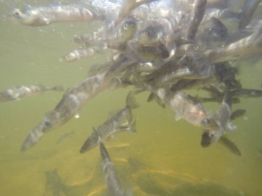 Balık popülasyonlarını ve balıkçılığı desteklemek için genç pikeperch 'i (Sander lucioperca) doğal sulara salma süreci. Bu uygulama stokların artmasına, biyolojik çeşitliliğin artmasına ve ekosistin sürdürülmesine yardımcı olur.