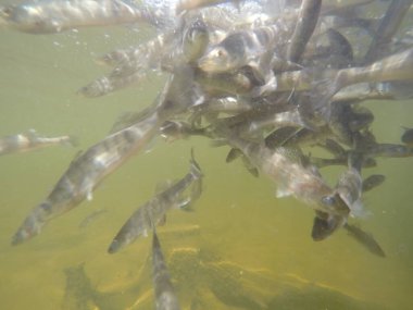 Balık popülasyonlarını ve balıkçılığı desteklemek için genç pikeperch 'i (Sander lucioperca) doğal sulara salma süreci. Bu uygulama stokların artmasına, biyolojik çeşitliliğin artmasına ve ekosistin sürdürülmesine yardımcı olur.