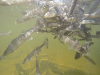 Balık popülasyonlarını ve balıkçılığı desteklemek için genç pikeperch 'i (Sander lucioperca) doğal sulara salma süreci. Bu uygulama stokların artmasına, biyolojik çeşitliliğin artmasına ve ekosistin sürdürülmesine yardımcı olur.
