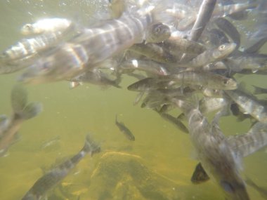 Balık popülasyonlarını ve balıkçılığı desteklemek için genç pikeperch 'i (Sander lucioperca) doğal sulara salma süreci. Bu uygulama stokların artmasına, biyolojik çeşitliliğin artmasına ve ekosistin sürdürülmesine yardımcı olur.