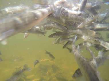 Balık popülasyonlarını ve balıkçılığı desteklemek için genç pikeperch 'i (Sander lucioperca) doğal sulara salma süreci. Bu uygulama stokların artmasına, biyolojik çeşitliliğin artmasına ve ekosistin sürdürülmesine yardımcı olur.