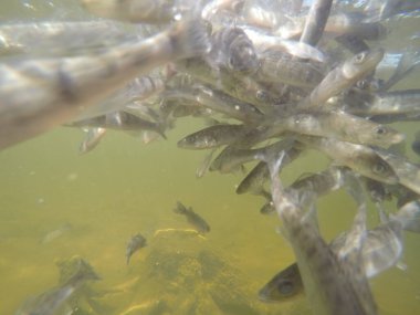 Balık popülasyonlarını ve balıkçılığı desteklemek için genç pikeperch 'i (Sander lucioperca) doğal sulara salma süreci. Bu uygulama stokların artmasına, biyolojik çeşitliliğin artmasına ve ekosistin sürdürülmesine yardımcı olur.
