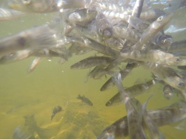 Balık popülasyonlarını ve balıkçılığı desteklemek için genç pikeperch 'i (Sander lucioperca) doğal sulara salma süreci. Bu uygulama stokların artmasına, biyolojik çeşitliliğin artmasına ve ekosistin sürdürülmesine yardımcı olur.