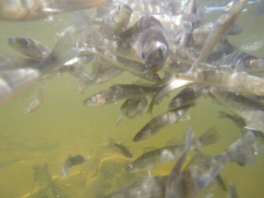 Balık popülasyonlarını ve balıkçılığı desteklemek için genç pikeperch 'i (Sander lucioperca) doğal sulara salma süreci. Bu uygulama stokların artmasına, biyolojik çeşitliliğin artmasına ve ekosistin sürdürülmesine yardımcı olur.