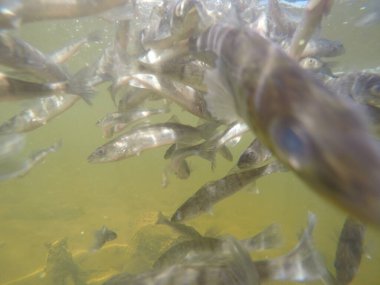Balık popülasyonlarını ve balıkçılığı desteklemek için genç pikeperch 'i (Sander lucioperca) doğal sulara salma süreci. Bu uygulama stokların artmasına, biyolojik çeşitliliğin artmasına ve ekosistin sürdürülmesine yardımcı olur.