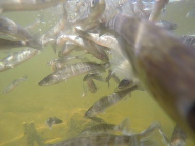 Balık popülasyonlarını ve balıkçılığı desteklemek için genç pikeperch 'i (Sander lucioperca) doğal sulara salma süreci. Bu uygulama stokların artmasına, biyolojik çeşitliliğin artmasına ve ekosistin sürdürülmesine yardımcı olur.
