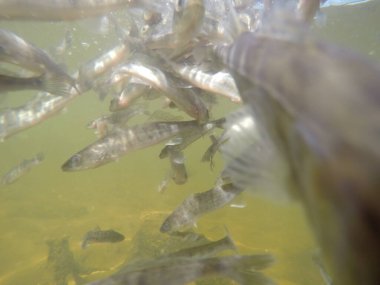 Balık popülasyonlarını ve balıkçılığı desteklemek için genç pikeperch 'i (Sander lucioperca) doğal sulara salma süreci. Bu uygulama stokların artmasına, biyolojik çeşitliliğin artmasına ve ekosistin sürdürülmesine yardımcı olur.