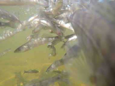 Balık popülasyonlarını ve balıkçılığı desteklemek için genç pikeperch 'i (Sander lucioperca) doğal sulara salma süreci. Bu uygulama stokların artmasına, biyolojik çeşitliliğin artmasına ve ekosistin sürdürülmesine yardımcı olur.