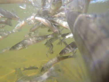 Balık popülasyonlarını ve balıkçılığı desteklemek için genç pikeperch 'i (Sander lucioperca) doğal sulara salma süreci. Bu uygulama stokların artmasına, biyolojik çeşitliliğin artmasına ve ekosistin sürdürülmesine yardımcı olur.