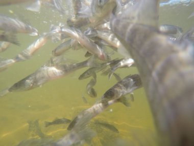 Balık popülasyonlarını ve balıkçılığı desteklemek için genç pikeperch 'i (Sander lucioperca) doğal sulara salma süreci. Bu uygulama stokların artmasına, biyolojik çeşitliliğin artmasına ve ekosistin sürdürülmesine yardımcı olur.
