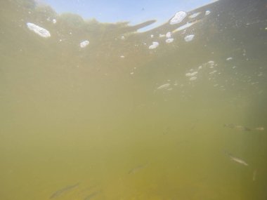 Balık popülasyonlarını ve balıkçılığı desteklemek için genç pikeperch 'i (Sander lucioperca) doğal sulara salma süreci. Bu uygulama stokların artmasına, biyolojik çeşitliliğin artmasına ve ekosistin sürdürülmesine yardımcı olur.