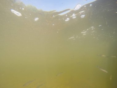 Balık popülasyonlarını ve balıkçılığı desteklemek için genç pikeperch 'i (Sander lucioperca) doğal sulara salma süreci. Bu uygulama stokların artmasına, biyolojik çeşitliliğin artmasına ve ekosistin sürdürülmesine yardımcı olur.