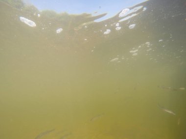 Balık popülasyonlarını ve balıkçılığı desteklemek için genç pikeperch 'i (Sander lucioperca) doğal sulara salma süreci. Bu uygulama stokların artmasına, biyolojik çeşitliliğin artmasına ve ekosistin sürdürülmesine yardımcı olur.