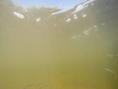 Balık popülasyonlarını ve balıkçılığı desteklemek için genç pikeperch 'i (Sander lucioperca) doğal sulara salma süreci. Bu uygulama stokların artmasına, biyolojik çeşitliliğin artmasına ve ekosistin sürdürülmesine yardımcı olur.