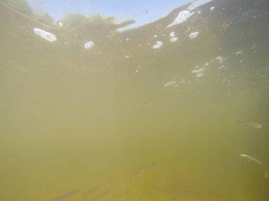 Balık popülasyonlarını ve balıkçılığı desteklemek için genç pikeperch 'i (Sander lucioperca) doğal sulara salma süreci. Bu uygulama stokların artmasına, biyolojik çeşitliliğin artmasına ve ekosistin sürdürülmesine yardımcı olur.