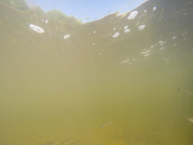 Balık popülasyonlarını ve balıkçılığı desteklemek için genç pikeperch 'i (Sander lucioperca) doğal sulara salma süreci. Bu uygulama stokların artmasına, biyolojik çeşitliliğin artmasına ve ekosistin sürdürülmesine yardımcı olur.