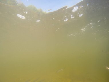 Balık popülasyonlarını ve balıkçılığı desteklemek için genç pikeperch 'i (Sander lucioperca) doğal sulara salma süreci. Bu uygulama stokların artmasına, biyolojik çeşitliliğin artmasına ve ekosistin sürdürülmesine yardımcı olur.