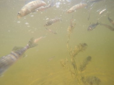 Balık popülasyonlarını ve balıkçılığı desteklemek için genç pikeperch 'i (Sander lucioperca) doğal sulara salma süreci. Bu uygulama stokların artmasına, biyolojik çeşitliliğin artmasına ve ekosistin sürdürülmesine yardımcı olur.