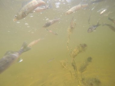 Balık popülasyonlarını ve balıkçılığı desteklemek için genç pikeperch 'i (Sander lucioperca) doğal sulara salma süreci. Bu uygulama stokların artmasına, biyolojik çeşitliliğin artmasına ve ekosistin sürdürülmesine yardımcı olur.
