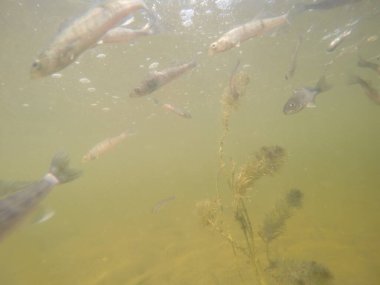 Balık popülasyonlarını ve balıkçılığı desteklemek için genç pikeperch 'i (Sander lucioperca) doğal sulara salma süreci. Bu uygulama stokların artmasına, biyolojik çeşitliliğin artmasına ve ekosistin sürdürülmesine yardımcı olur.