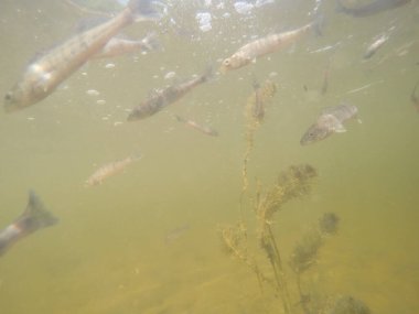 Balık popülasyonlarını ve balıkçılığı desteklemek için genç pikeperch 'i (Sander lucioperca) doğal sulara salma süreci. Bu uygulama stokların artmasına, biyolojik çeşitliliğin artmasına ve ekosistin sürdürülmesine yardımcı olur.