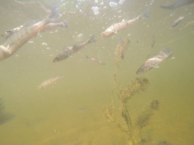 Balık popülasyonlarını ve balıkçılığı desteklemek için genç pikeperch 'i (Sander lucioperca) doğal sulara salma süreci. Bu uygulama stokların artmasına, biyolojik çeşitliliğin artmasına ve ekosistin sürdürülmesine yardımcı olur.
