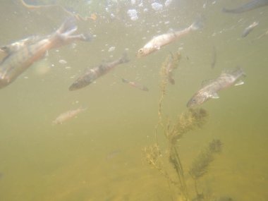 Balık popülasyonlarını ve balıkçılığı desteklemek için genç pikeperch 'i (Sander lucioperca) doğal sulara salma süreci. Bu uygulama stokların artmasına, biyolojik çeşitliliğin artmasına ve ekosistin sürdürülmesine yardımcı olur.