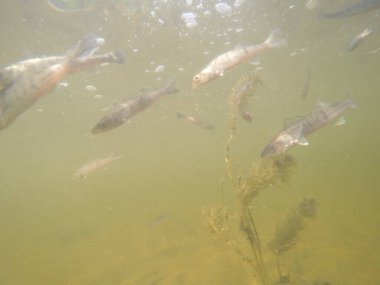 Balık popülasyonlarını ve balıkçılığı desteklemek için genç pikeperch 'i (Sander lucioperca) doğal sulara salma süreci. Bu uygulama stokların artmasına, biyolojik çeşitliliğin artmasına ve ekosistin sürdürülmesine yardımcı olur.