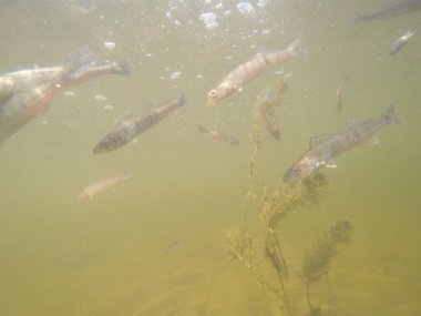 Balık popülasyonlarını ve balıkçılığı desteklemek için genç pikeperch 'i (Sander lucioperca) doğal sulara salma süreci. Bu uygulama stokların artmasına, biyolojik çeşitliliğin artmasına ve ekosistin sürdürülmesine yardımcı olur.