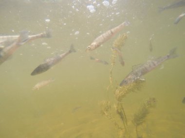Balık popülasyonlarını ve balıkçılığı desteklemek için genç pikeperch 'i (Sander lucioperca) doğal sulara salma süreci. Bu uygulama stokların artmasına, biyolojik çeşitliliğin artmasına ve ekosistin sürdürülmesine yardımcı olur.