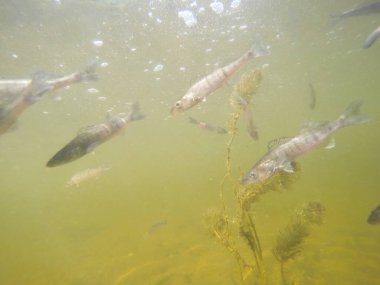 Balık popülasyonlarını ve balıkçılığı desteklemek için genç pikeperch 'i (Sander lucioperca) doğal sulara salma süreci. Bu uygulama stokların artmasına, biyolojik çeşitliliğin artmasına ve ekosistin sürdürülmesine yardımcı olur.