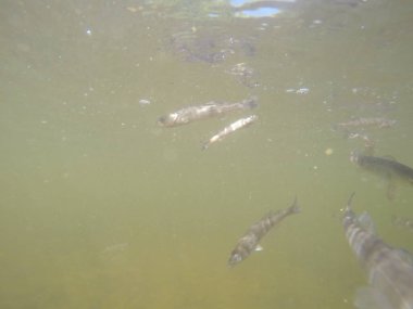 Balık popülasyonlarını ve balıkçılığı desteklemek için genç pikeperch 'i (Sander lucioperca) doğal sulara salma süreci. Bu uygulama stokların artmasına, biyolojik çeşitliliğin artmasına ve ekosistin sürdürülmesine yardımcı olur.