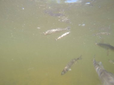 Balık popülasyonlarını ve balıkçılığı desteklemek için genç pikeperch 'i (Sander lucioperca) doğal sulara salma süreci. Bu uygulama stokların artmasına, biyolojik çeşitliliğin artmasına ve ekosistin sürdürülmesine yardımcı olur.