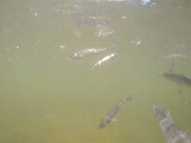 Balık popülasyonlarını ve balıkçılığı desteklemek için genç pikeperch 'i (Sander lucioperca) doğal sulara salma süreci. Bu uygulama stokların artmasına, biyolojik çeşitliliğin artmasına ve ekosistin sürdürülmesine yardımcı olur.