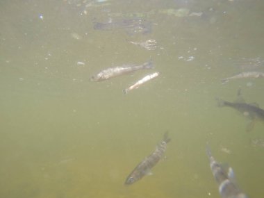 Balık popülasyonlarını ve balıkçılığı desteklemek için genç pikeperch 'i (Sander lucioperca) doğal sulara salma süreci. Bu uygulama stokların artmasına, biyolojik çeşitliliğin artmasına ve ekosistin sürdürülmesine yardımcı olur.