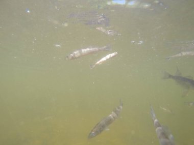 Balık popülasyonlarını ve balıkçılığı desteklemek için genç pikeperch 'i (Sander lucioperca) doğal sulara salma süreci. Bu uygulama stokların artmasına, biyolojik çeşitliliğin artmasına ve ekosistin sürdürülmesine yardımcı olur.