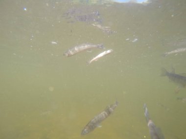 Balık popülasyonlarını ve balıkçılığı desteklemek için genç pikeperch 'i (Sander lucioperca) doğal sulara salma süreci. Bu uygulama stokların artmasına, biyolojik çeşitliliğin artmasına ve ekosistin sürdürülmesine yardımcı olur.