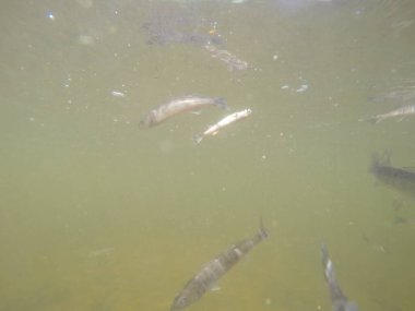 Balık popülasyonlarını ve balıkçılığı desteklemek için genç pikeperch 'i (Sander lucioperca) doğal sulara salma süreci. Bu uygulama stokların artmasına, biyolojik çeşitliliğin artmasına ve ekosistin sürdürülmesine yardımcı olur.