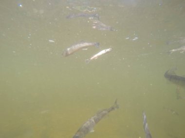 Balık popülasyonlarını ve balıkçılığı desteklemek için genç pikeperch 'i (Sander lucioperca) doğal sulara salma süreci. Bu uygulama stokların artmasına, biyolojik çeşitliliğin artmasına ve ekosistin sürdürülmesine yardımcı olur.