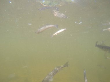 Balık popülasyonlarını ve balıkçılığı desteklemek için genç pikeperch 'i (Sander lucioperca) doğal sulara salma süreci. Bu uygulama stokların artmasına, biyolojik çeşitliliğin artmasına ve ekosistin sürdürülmesine yardımcı olur.