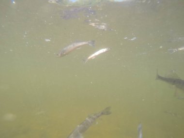Balık popülasyonlarını ve balıkçılığı desteklemek için genç pikeperch 'i (Sander lucioperca) doğal sulara salma süreci. Bu uygulama stokların artmasına, biyolojik çeşitliliğin artmasına ve ekosistin sürdürülmesine yardımcı olur.