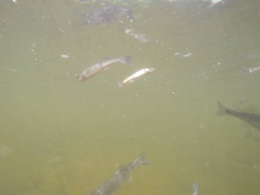 Balık popülasyonlarını ve balıkçılığı desteklemek için genç pikeperch 'i (Sander lucioperca) doğal sulara salma süreci. Bu uygulama stokların artmasına, biyolojik çeşitliliğin artmasına ve ekosistin sürdürülmesine yardımcı olur.