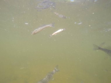 Balık popülasyonlarını ve balıkçılığı desteklemek için genç pikeperch 'i (Sander lucioperca) doğal sulara salma süreci. Bu uygulama stokların artmasına, biyolojik çeşitliliğin artmasına ve ekosistin sürdürülmesine yardımcı olur.