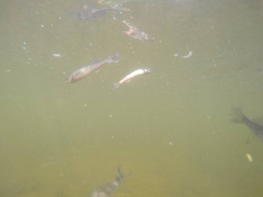 Balık popülasyonlarını ve balıkçılığı desteklemek için genç pikeperch 'i (Sander lucioperca) doğal sulara salma süreci. Bu uygulama stokların artmasına, biyolojik çeşitliliğin artmasına ve ekosistin sürdürülmesine yardımcı olur.