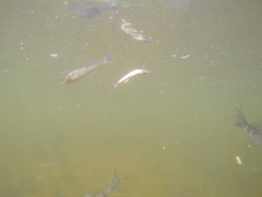 Balık popülasyonlarını ve balıkçılığı desteklemek için genç pikeperch 'i (Sander lucioperca) doğal sulara salma süreci. Bu uygulama stokların artmasına, biyolojik çeşitliliğin artmasına ve ekosistin sürdürülmesine yardımcı olur.