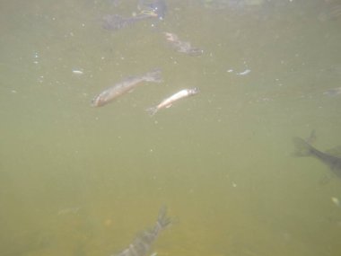 Balık popülasyonlarını ve balıkçılığı desteklemek için genç pikeperch 'i (Sander lucioperca) doğal sulara salma süreci. Bu uygulama stokların artmasına, biyolojik çeşitliliğin artmasına ve ekosistin sürdürülmesine yardımcı olur.